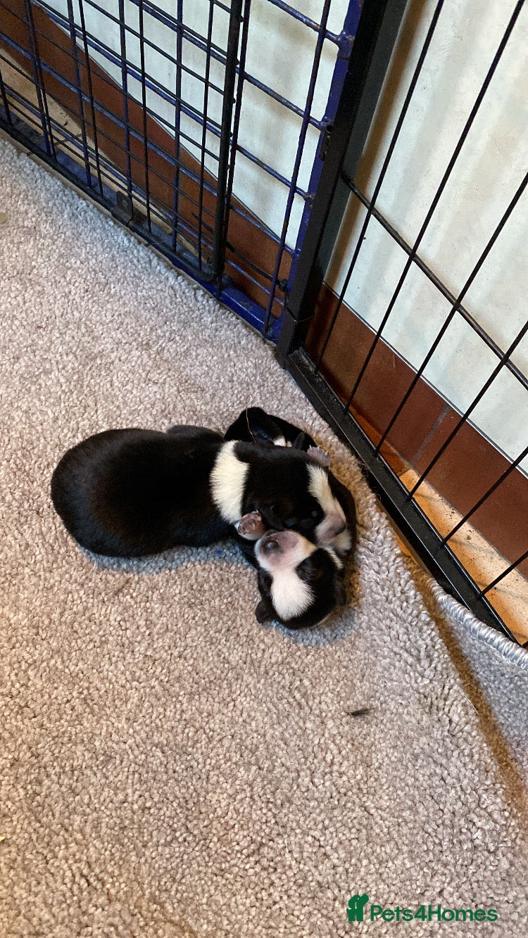 Mixed Breed dogs for sale: Border Collie Cross Pups ready for forever homes in Cairndow - Advert 34