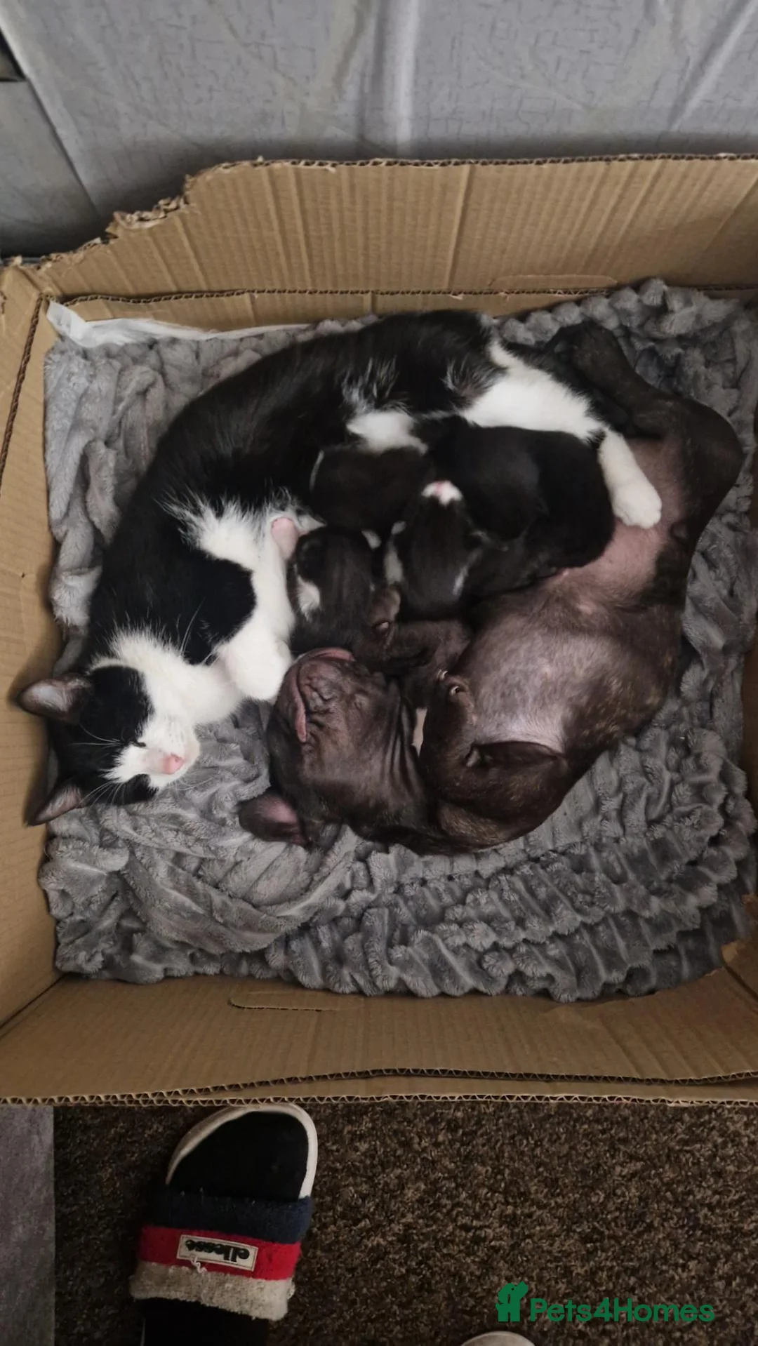 Mixed Breed cats for sale: 2 male kittens for sale - Advert 11