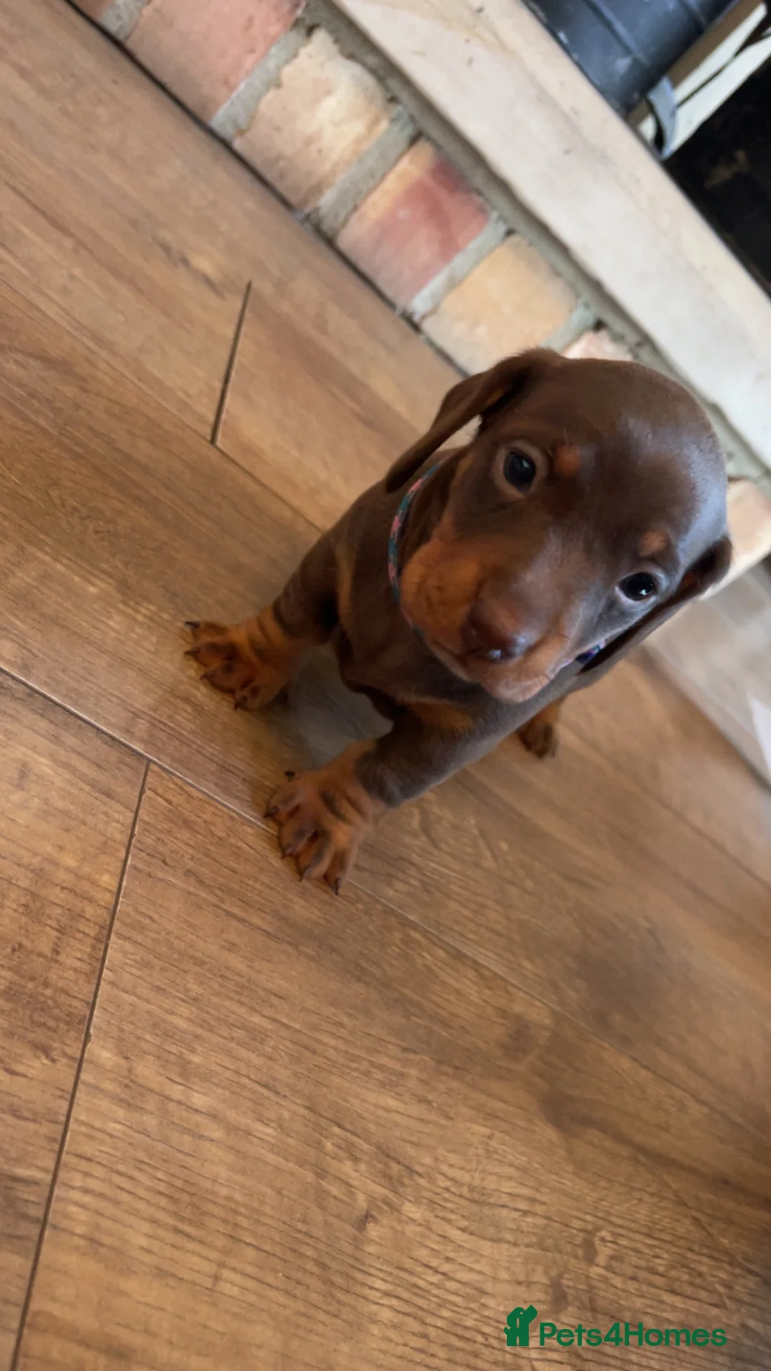 Dachshund dogs for sale: Dachshund Puppies  - Advert 1
