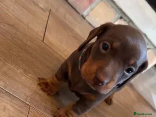 Dachshund dogs Dachshund Puppies - Advert 7
