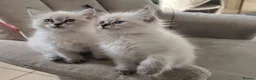 Siberian cats for sale: Sibirian Neva Masquerade kittens  - Advert 4