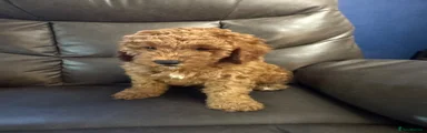 Cockapoo male