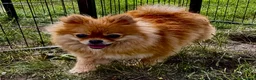 Pomeranian dogs for adoption: 🐾 TEDDY – aka Tuzik, Female Pomeranian 🐾 - Advert 3