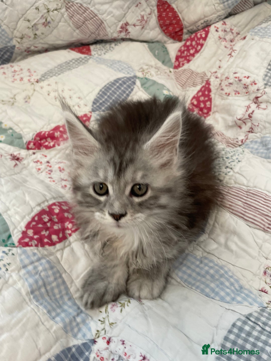 Maine Coon cats for sale: GCCF Pedigree Maine Coon Kittens champion line  - Image 7