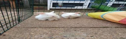 Mixed Breed rabbits for sale: Beautiful baby lionhead cross bunnies in Lowestoft - Advert 3