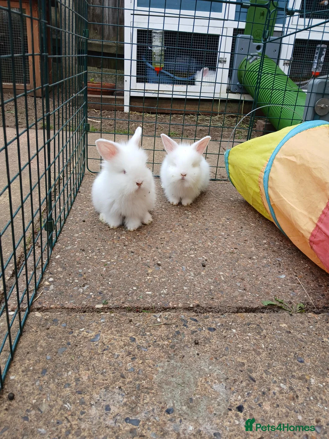Mixed Breed rabbits for sale: Beautiful baby lionhead cross bunnies in Lowestoft - Advert 3