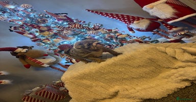 English Bulldog dogs - Advert 2