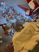 English Bulldog dogs - Advert 3