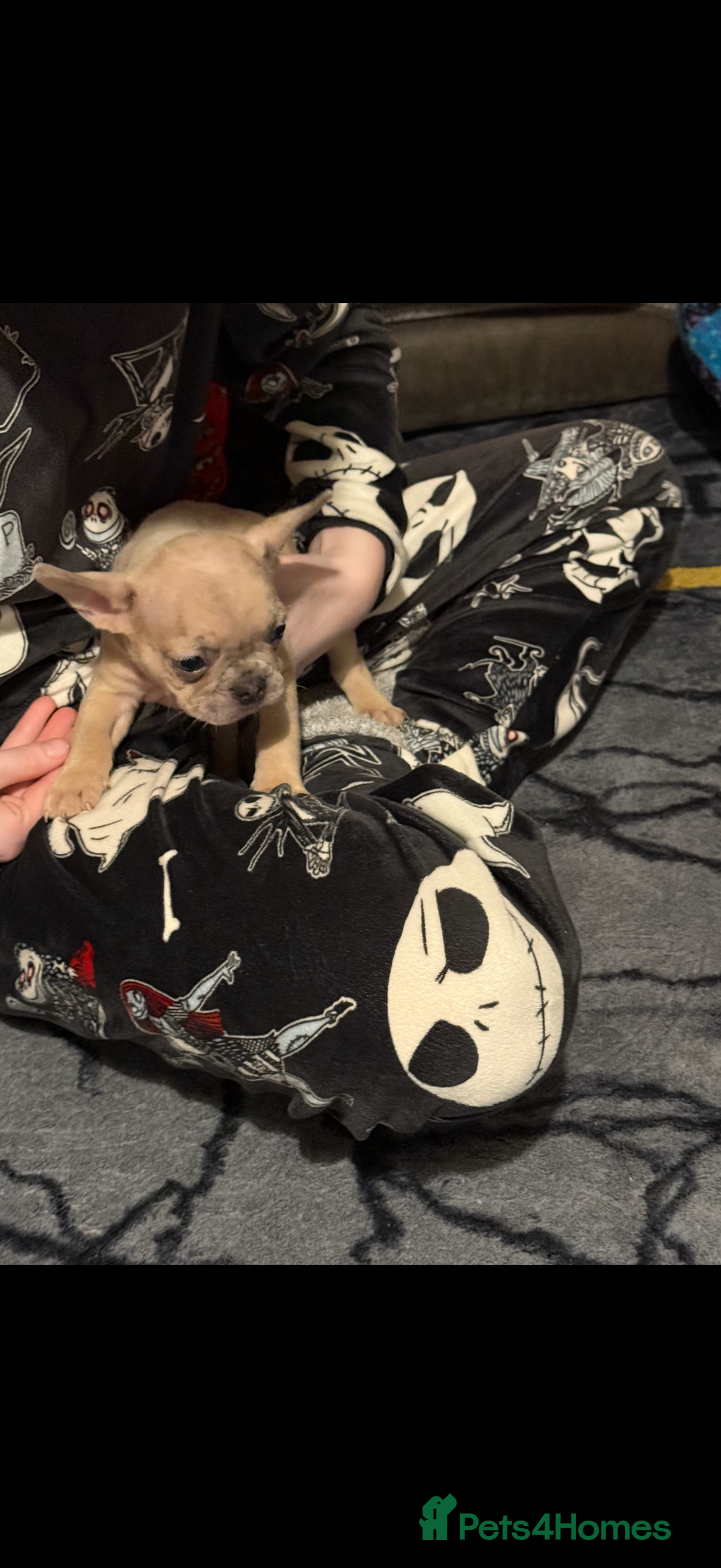 French Bulldog dogs for sale: French Bulldog Puppies 3 Male 4 Female  - Image 28