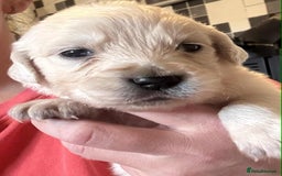 Golden Retriever dogs for sale: Amazing KC golden retriever puppies - Image 3
