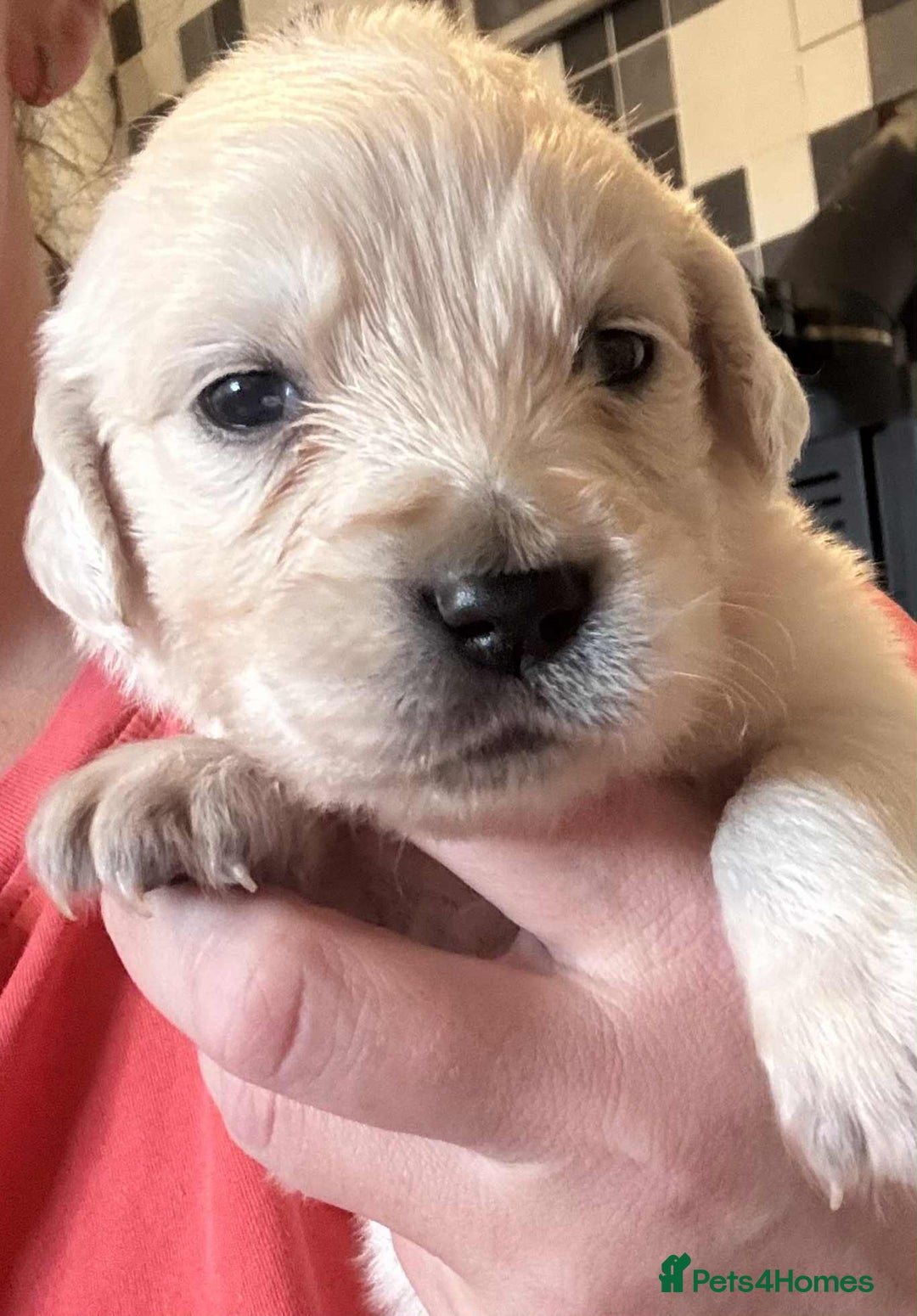 Golden Retriever dogs for sale: Amazing KC golden retriever puppies - Image 3