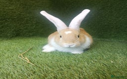Continental Giant rabbits for sale: Beautiful white eared yellow continental giants  - Image 8
