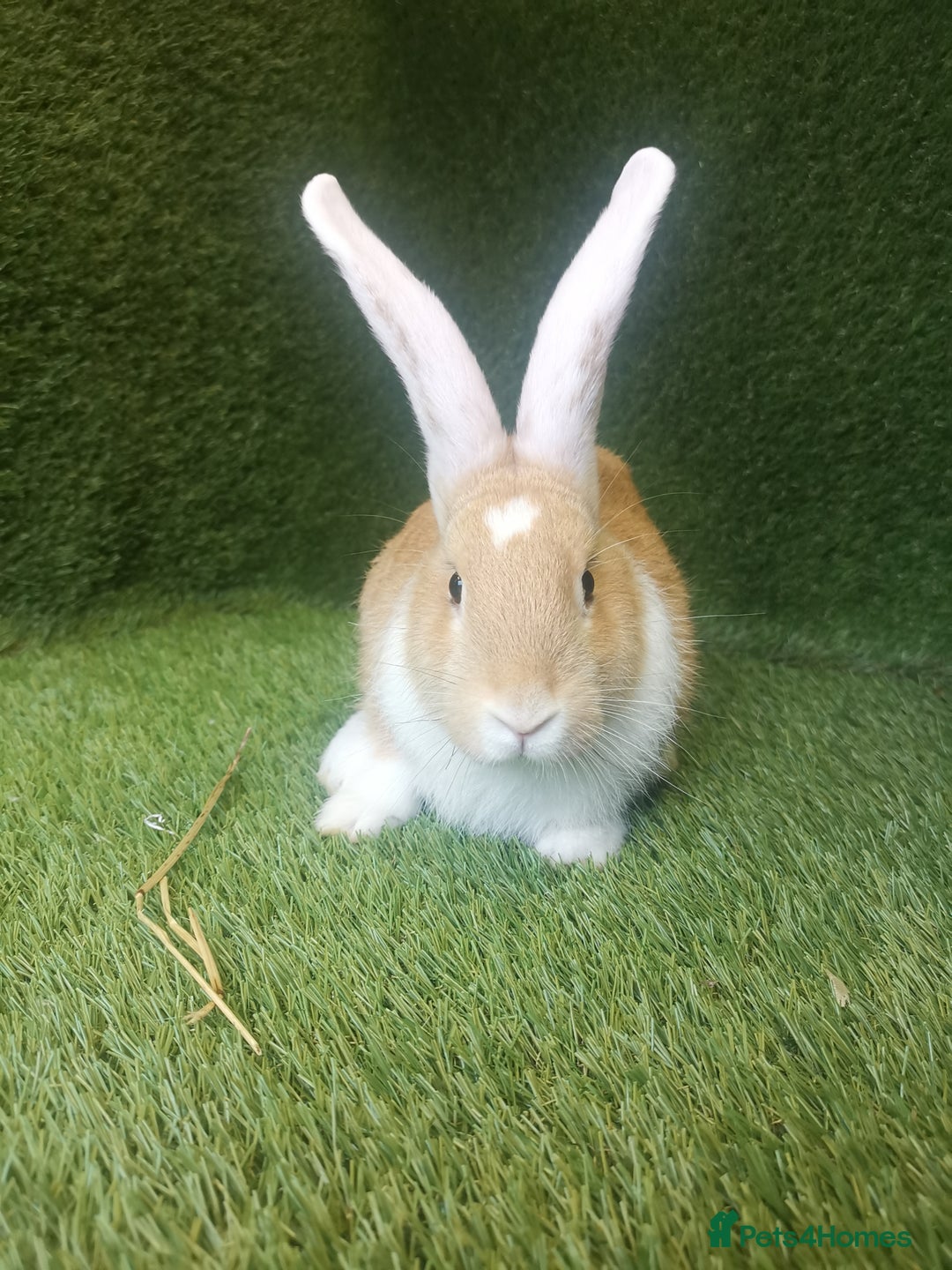 Continental Giant rabbits for sale: Beautiful white eared yellow continental giants  - Image 8