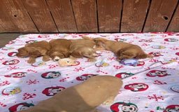 Cocker Spaniel dogs for sale: Beautiful cocker spaniel puppies  - Image 5