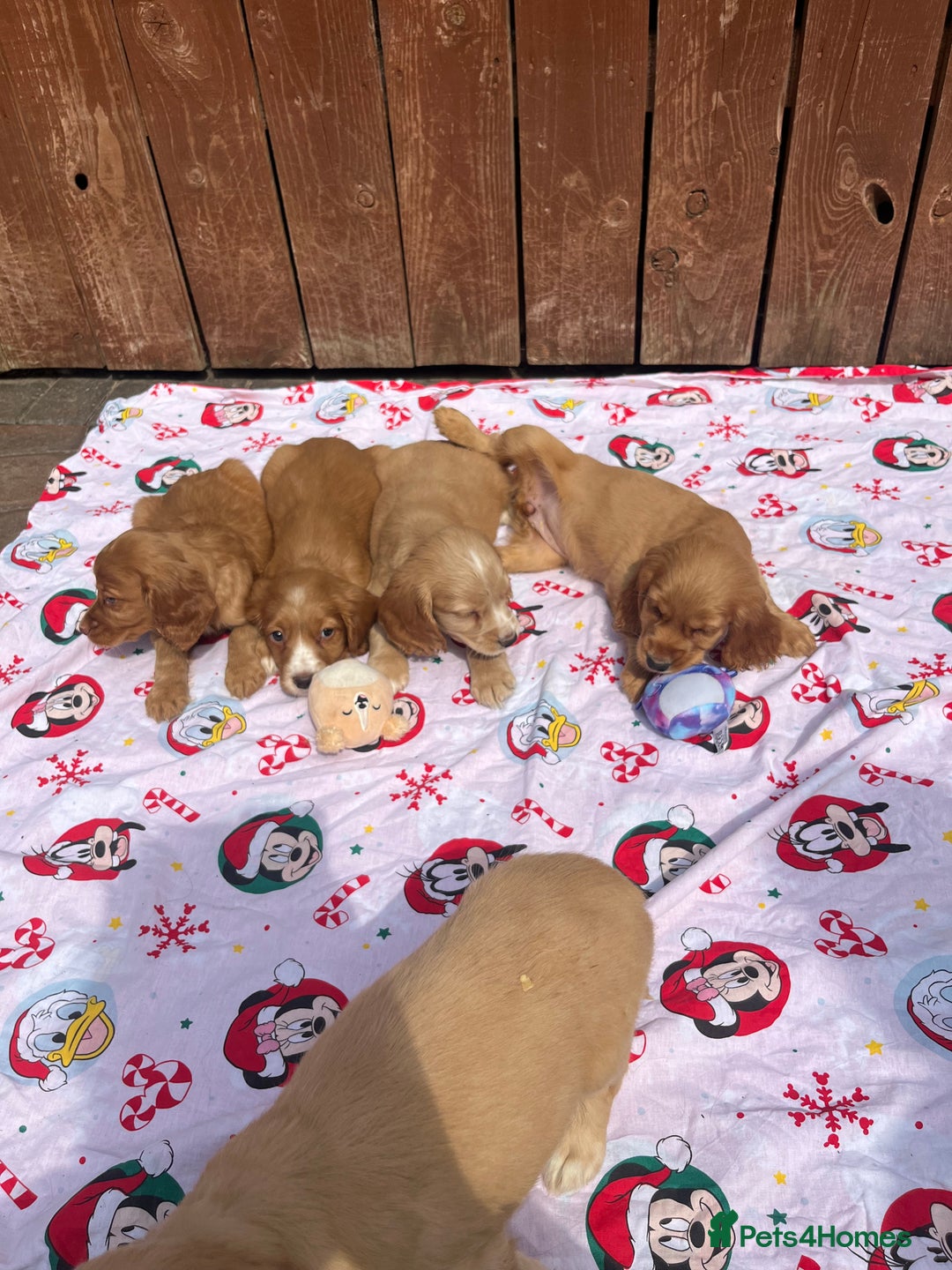 Cocker Spaniel dogs for sale: Beautiful cocker spaniel puppies  - Image 5