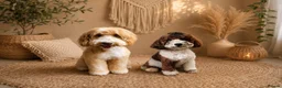 Australian Labradoodle dogs for sale: Ready to go 🐶🐶 only one Girl left !! - Advert 5