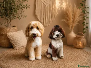 Australian Labradoodle dogs Ready to go 🐶🐶 only one boy and one girl ☺️ - Advert 1