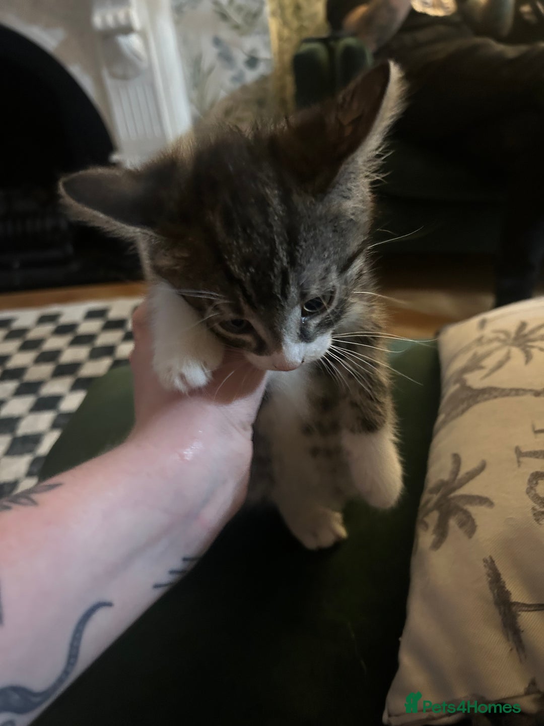 Domestic Shorthair cats for sale: BEAUTIFUL KITTENS FOR SALE, READY TO GO 29th AUG - Image 9