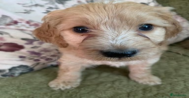 Cockapoo dogs - Advert 3