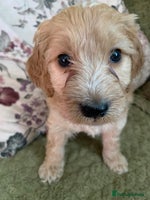 Cockapoo dogs - Advert 3