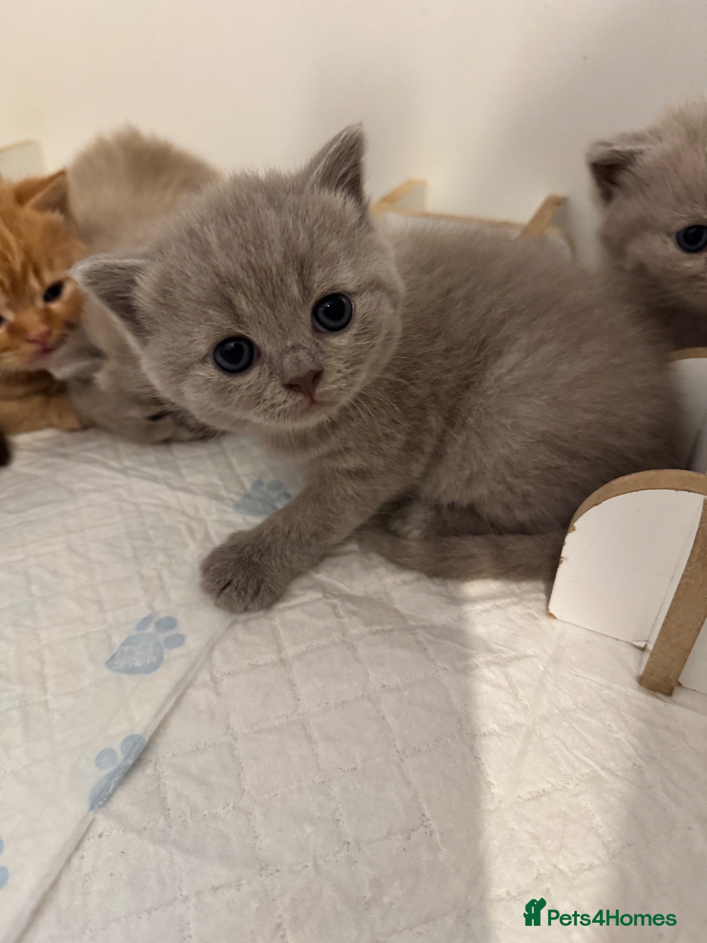 British Shorthair cats 🇬🇧⭐️RED, ❤️LILAC💜 BSH✅ TICA reg, - Advert 2