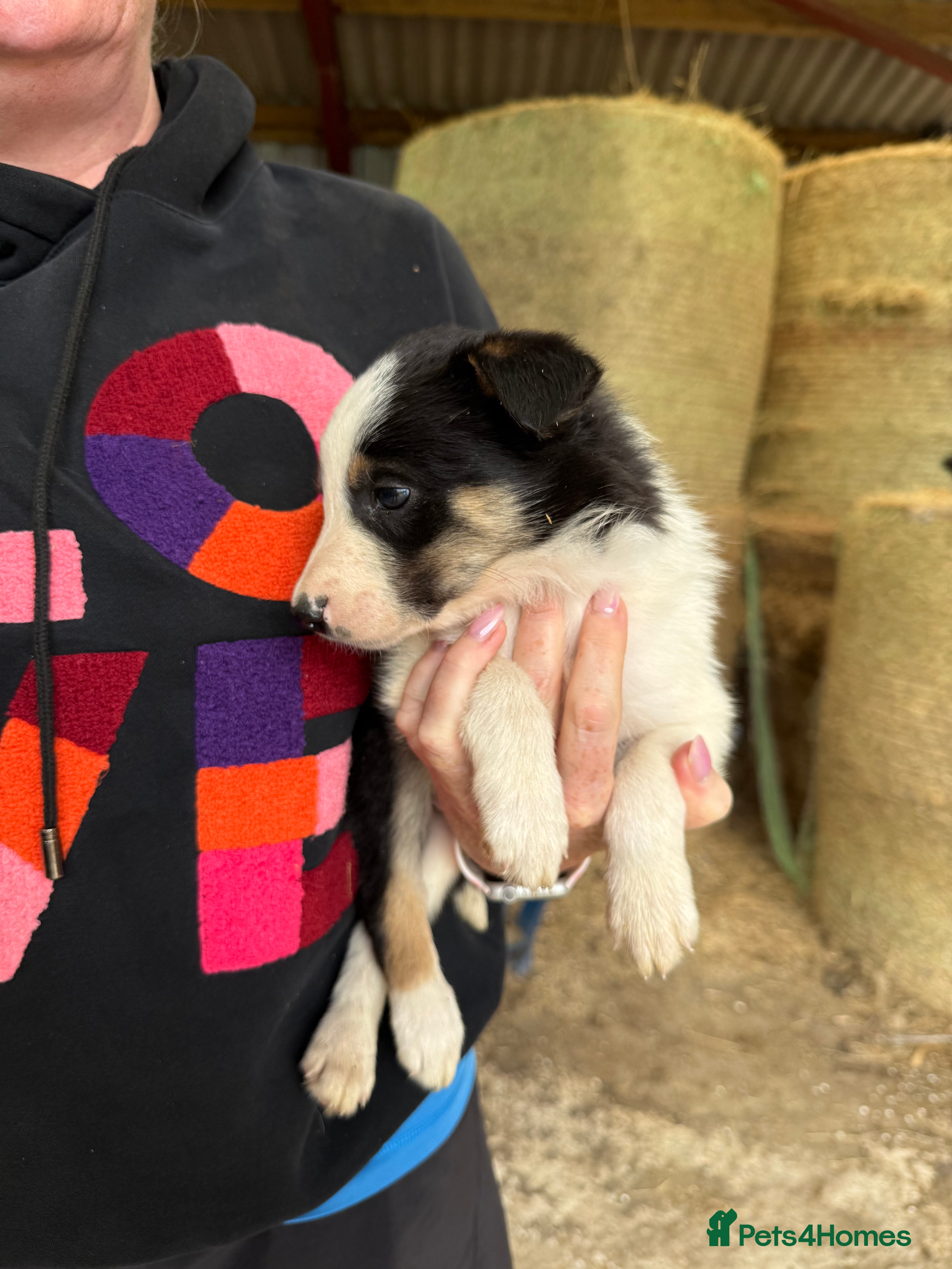 Welsh Collie dogs Adorable Mid Wales border collie puppies for sale - Advert 2