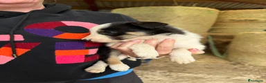 Welsh Collie 2 Tri colour make 