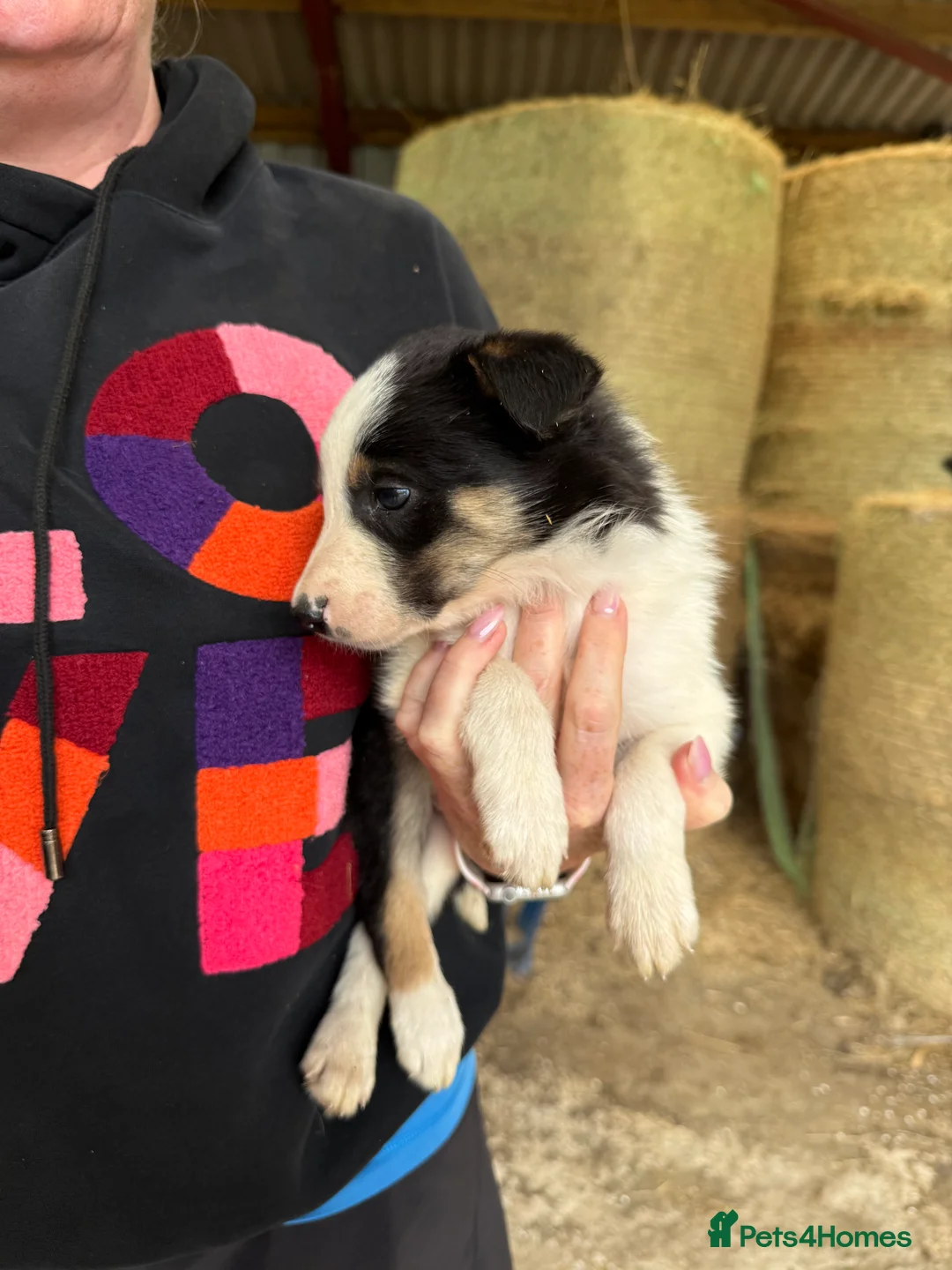 Welsh Collie dogs for sale: Adorable Mid Wales border collie puppies for sale - Advert 2