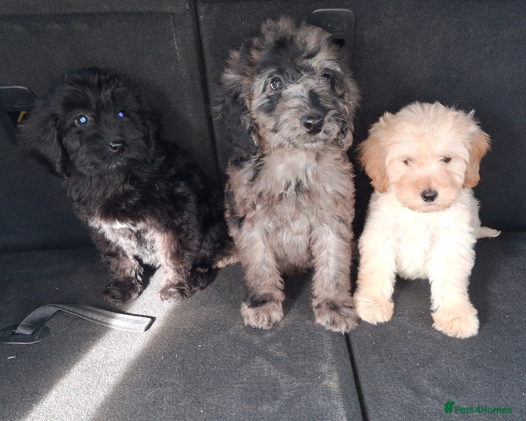 Sproodle dogs for sale: Gorgeous f1b sproodle pups, dna tests. - Image 19