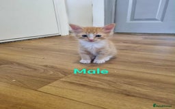 Mixed Breed cats for sale: Ragdoll Turkish angora mix  - Image 9