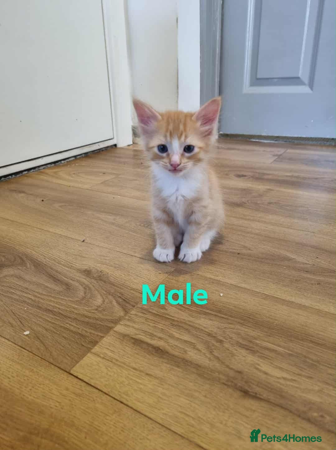 Mixed Breed cats for sale: Ragdoll Turkish angora mix  - Image 9