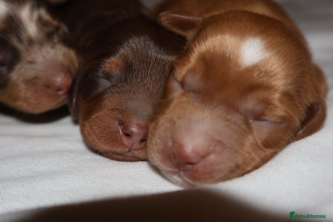 Cockapoo dogs for sale: Exceptional cockapoo puppies  - Advert 2