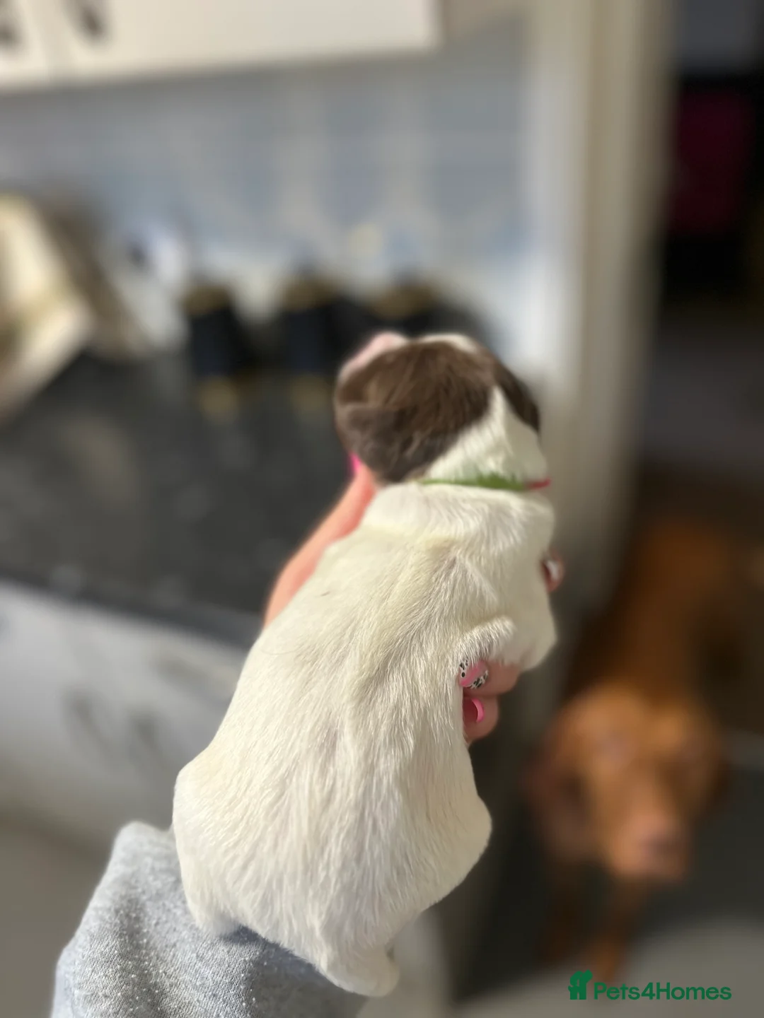 English Springer Spaniel dogs for sale: Gorgeous Working Springer Spaniel Pups! - Advert 3