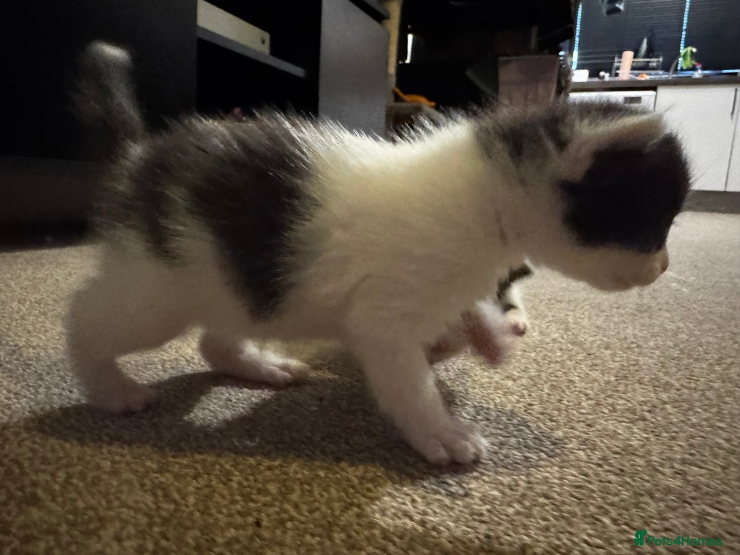 British Longhair cats for sale: Black and white long hair kittens for sale - Advert 21