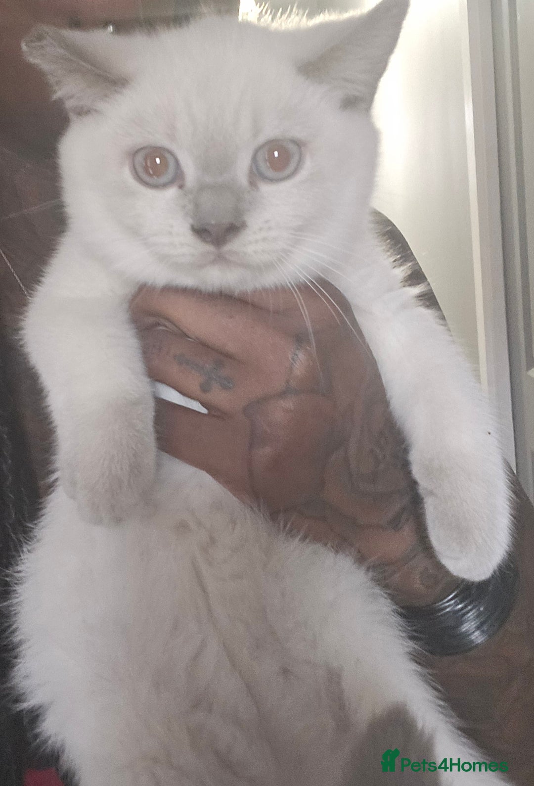British Shorthair cats for sale: 1 FEMALE LEFT BRITISH SHORTHAIR KITTENS  - Image 9