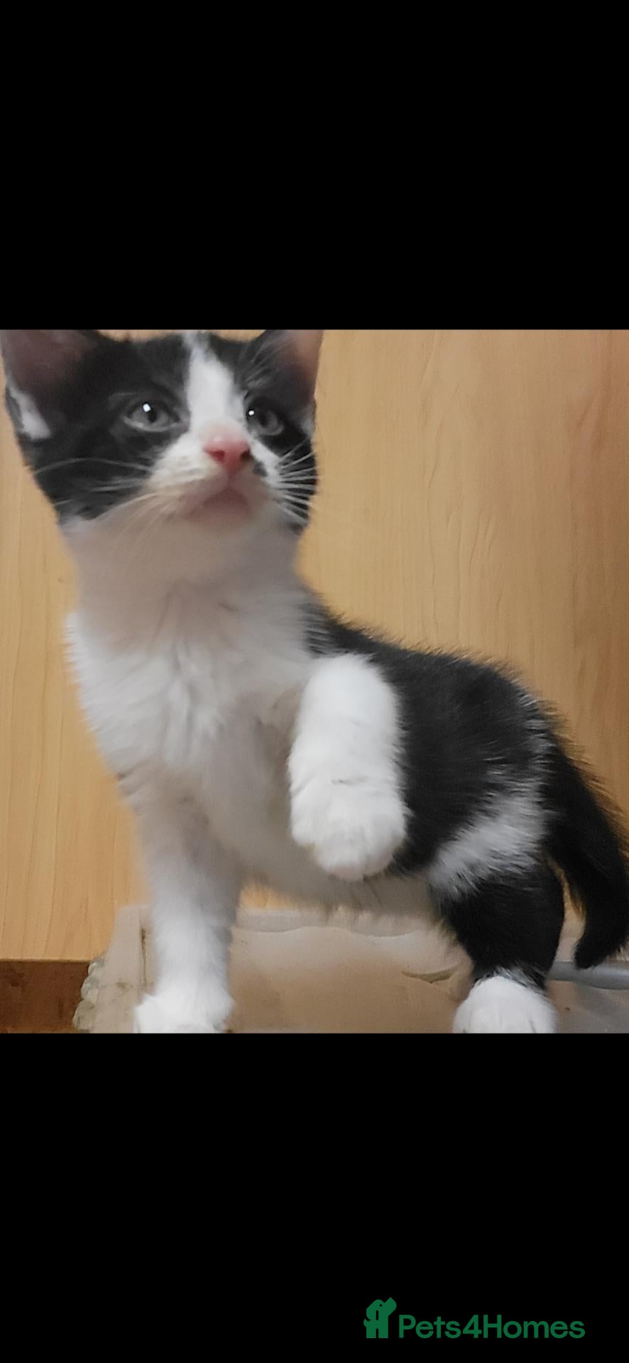 Mixed Breed cats Kitten male 8 wks - Advert 4