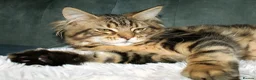 Maine Coon cats for sale: 100% Maine Coon Kitten Boy  - Advert 18