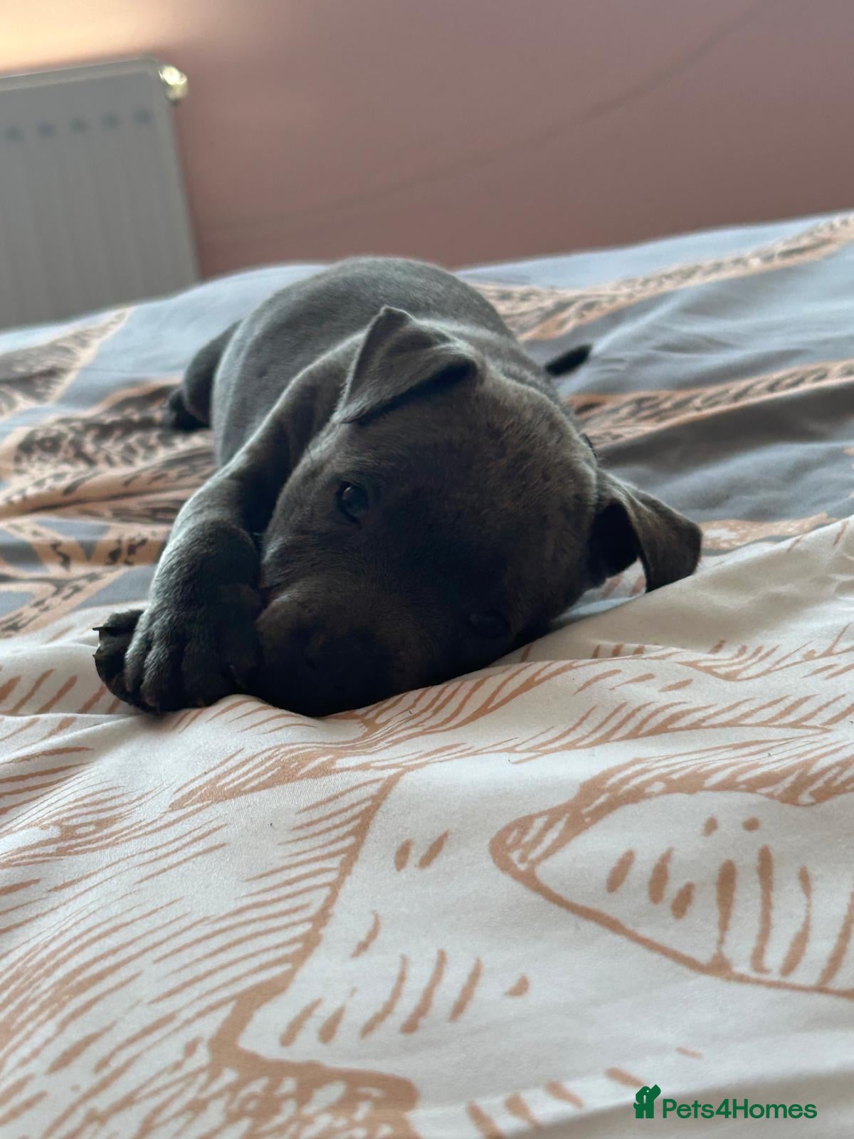 Staffordshire Bull Terrier dogs Staff puppies 2 girls  - Advert 2