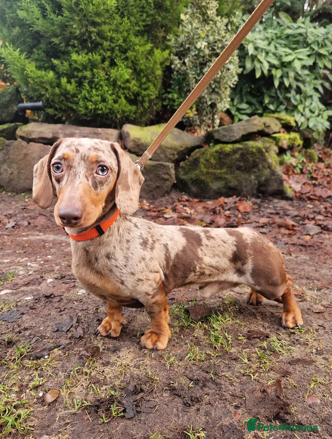 Miniature Dachshund dogs for stud: 🤎Albert🤎 in Newport - Advert 2