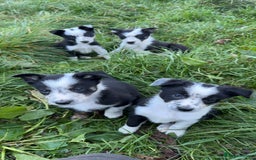 Border Collie dogs for sale: Border collie pups - Image 1