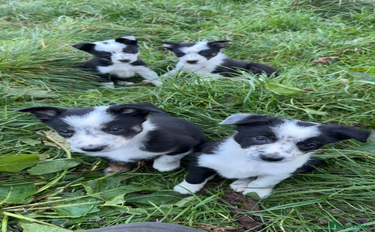 Border Collie dogs - Advert 1