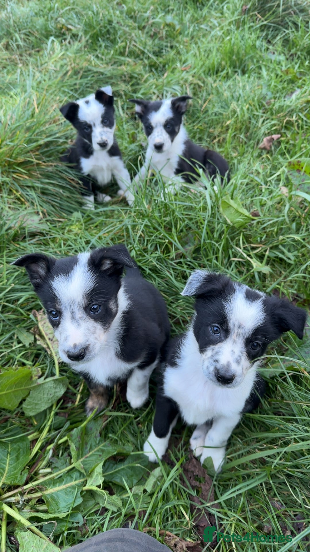 Border Collie dogs for sale: Border collie pups - Image 1