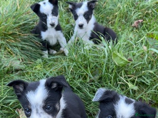 Border Collie dogs - Advert 11