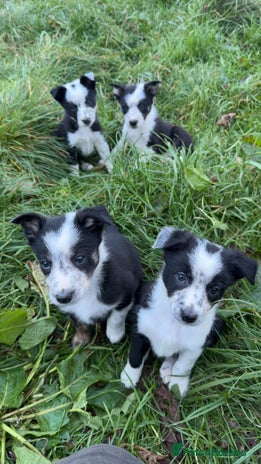 Border Collie dogs - Advert 1