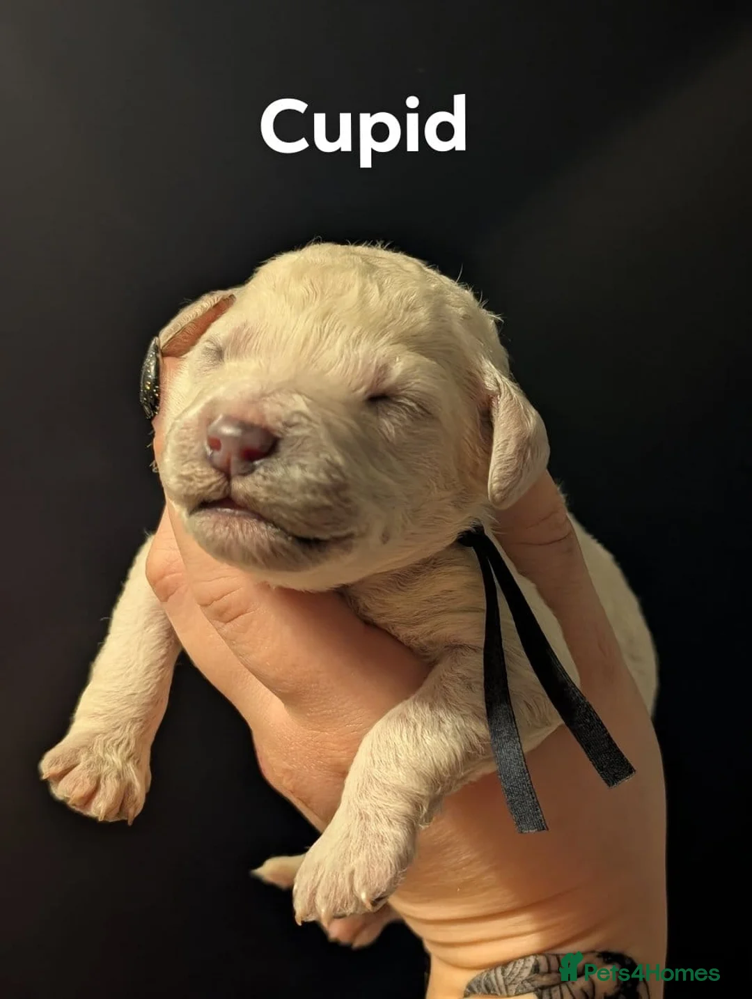 Goldendoodle dogs for sale: Unique goldendoodle puppies  - Advert 18