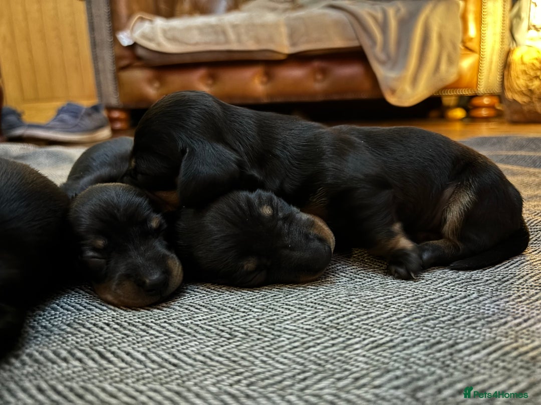 Miniature Dachshund dogs for sale: miniature Dachshund  - Advert 7