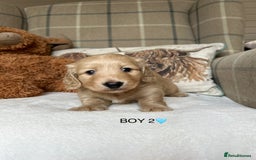 Miniature Dachshund dogs for sale: CREAM MINIATURE DACHSHUNDS💛 - Image 6