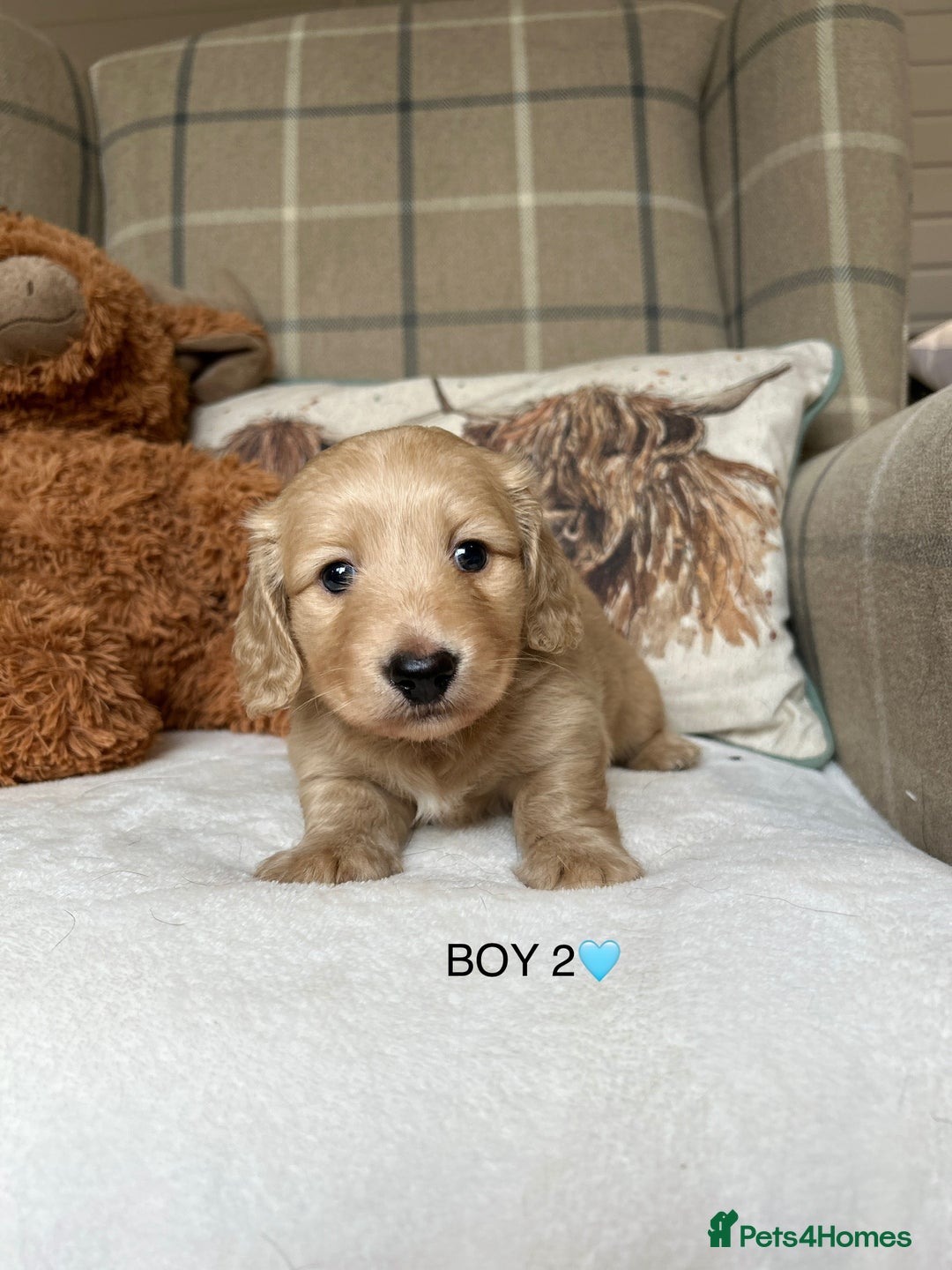 Miniature Dachshund dogs for sale: CREAM MINIATURE DACHSHUNDS💛 - Image 6