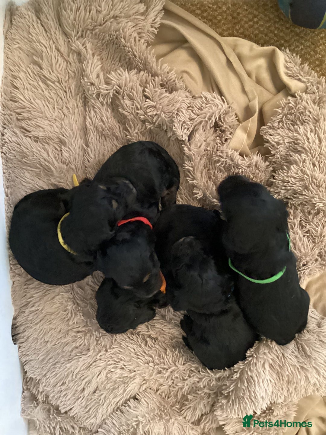 Cockapoo dogs for sale: Cockerpoo  - Advert 2