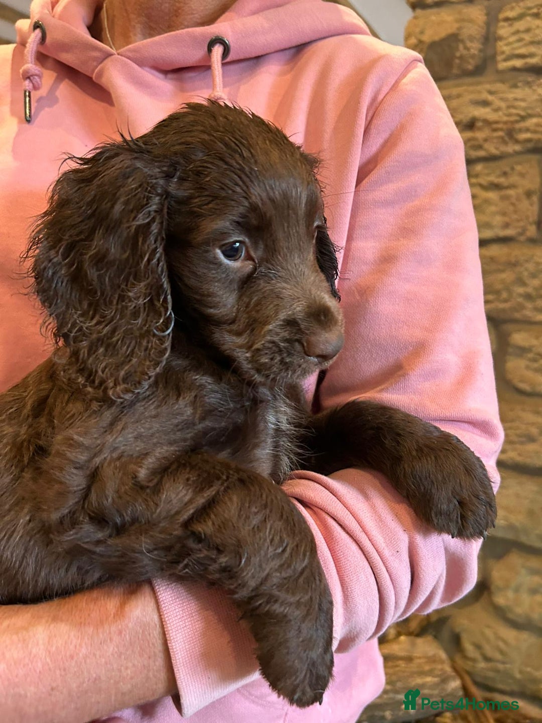 Cocker Spaniel dogs for sale: Gorgeous working cocker spaniels ready now  in Stockport - Image 12